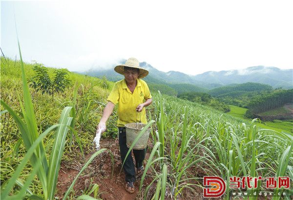 宁安坚在甘蔗地里劳作。 记者 刘峥 摄_副本.jpg